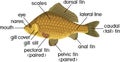 Fish external anatomy. External structure of Crucian carp